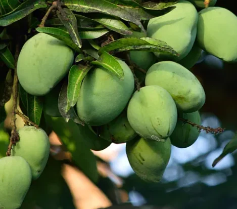 Unripe green fruit hanging on the tree, an example of whole food that brings its own acids and fibre together