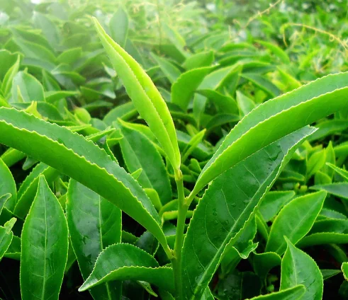 Fresh green tea leaves growing on the bush, a natural source of the caffeine that lingers into the evening